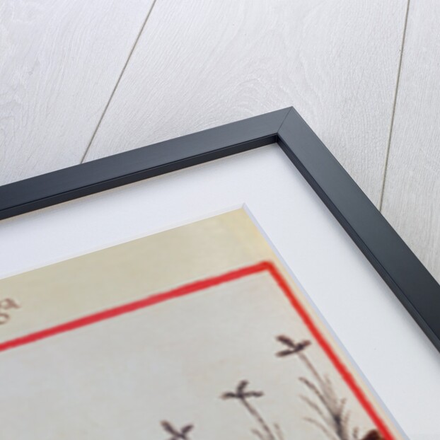 Ms 3054 f.22 Harvesting galangal by Italian School