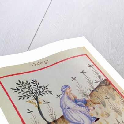 Ms 3054 f.22 Harvesting galangal by Italian School