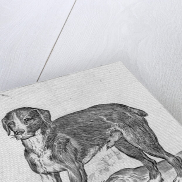 Dog by Agostino Carracci