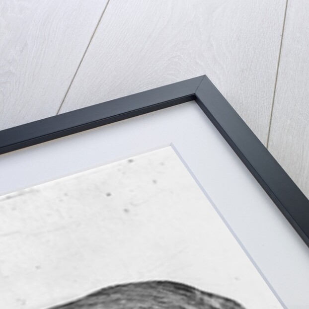 Dog by Agostino Carracci