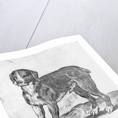 Dog by Agostino Carracci