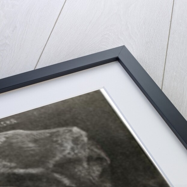 Martin Schon, 1523 by Hans Burgkmair