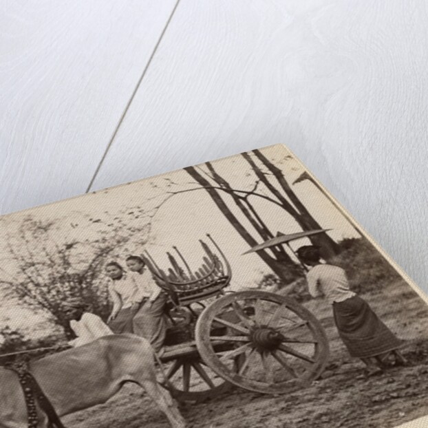 Cart pulled by two oxen at Mandalay, Burma, c.1885 by English Photographer
