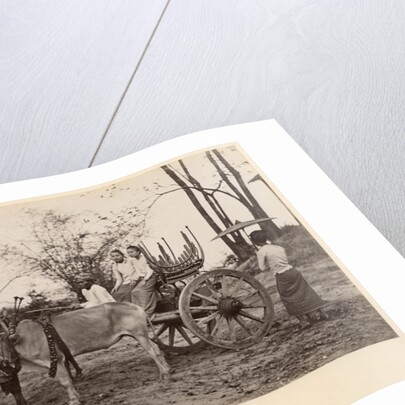 Cart pulled by two oxen at Mandalay, Burma, c.1885 by English Photographer