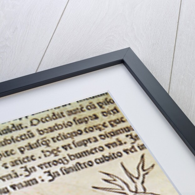 The Constellation of Andromeda, an illustration from the 'Poeticon Astronomicon' by C.J. Hyginus, Venice, 1485 by Italian School