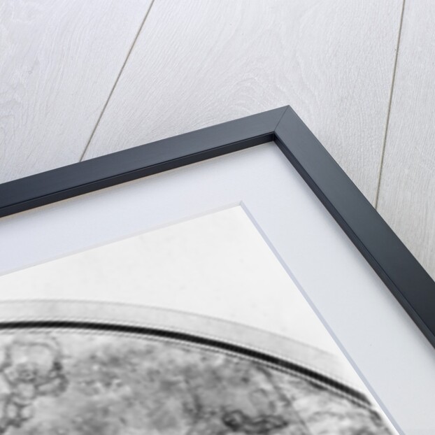 Neptune and Amphitrite or Reawakening of Waters, c.1663 by Charles Le Brun