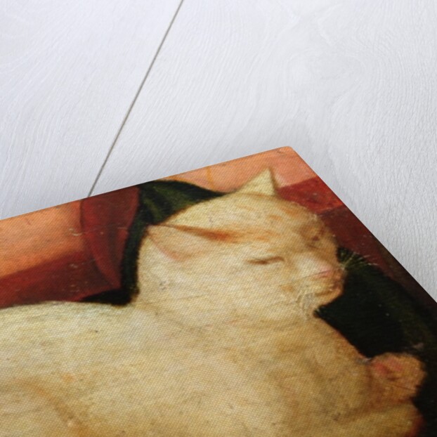 A white cat by Niccolo Frangipane