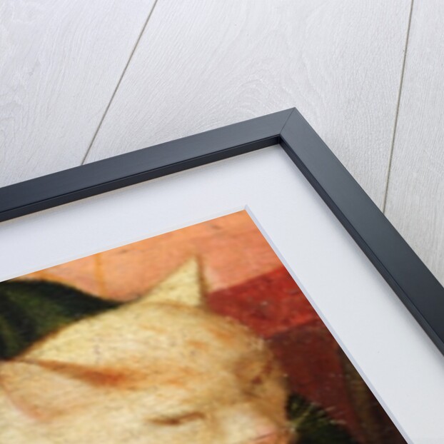 A white cat by Niccolo Frangipane