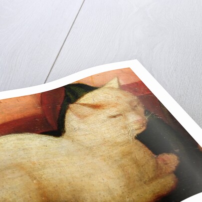 A white cat by Niccolo Frangipane