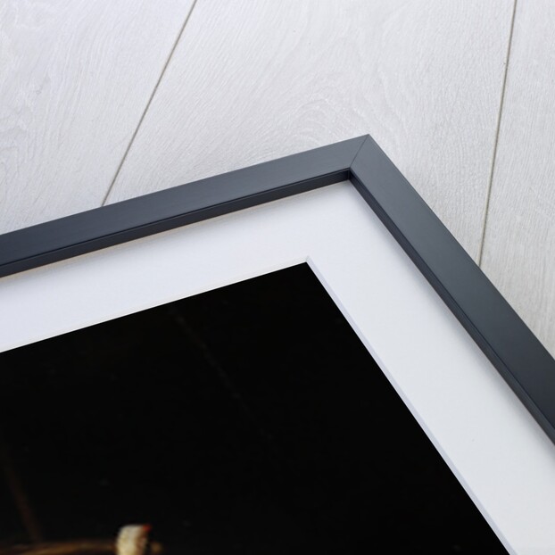 Flayed Pig by Adriaen Jansz. van Ostade