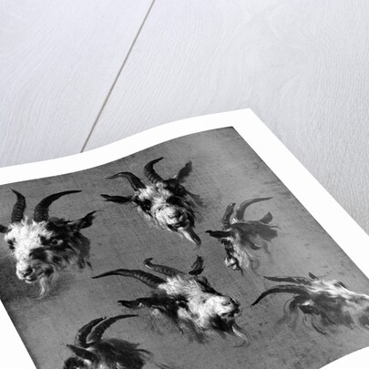 Six studies of goat heads by Nicolaes Pietersz. Berchem