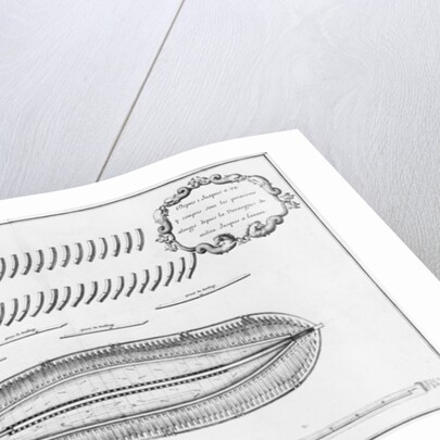 lan of a vessel partly lined from the inside by French School