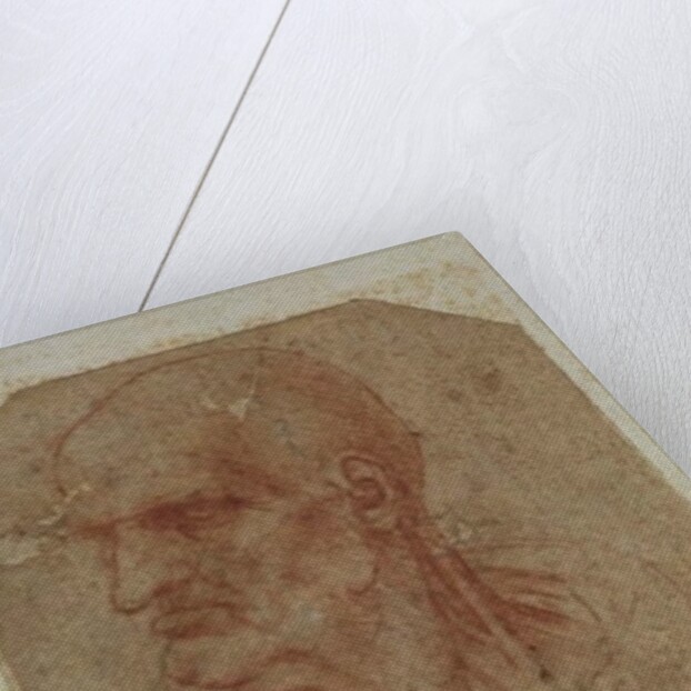 Head of a beardless old man, left profile by Leonardo da Vinci