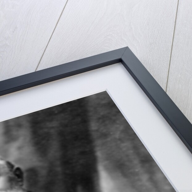 Portrait of Alfred Grandidier, c.1885 by Eugene Pirou