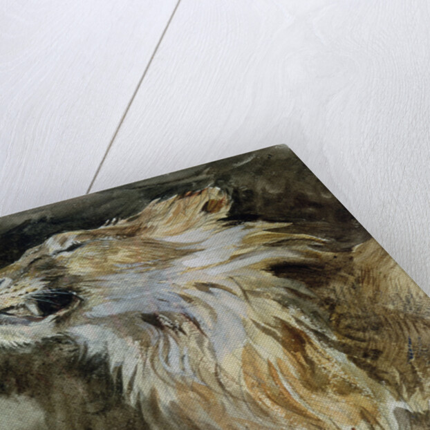 The Head of a Lion by Ferdinand Victor Eugene Delacroix