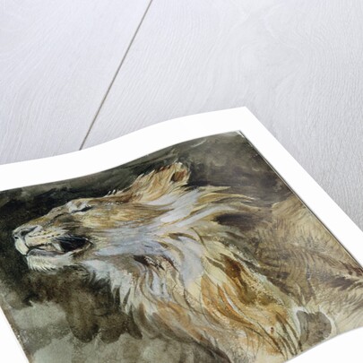 The Head of a Lion by Ferdinand Victor Eugene Delacroix