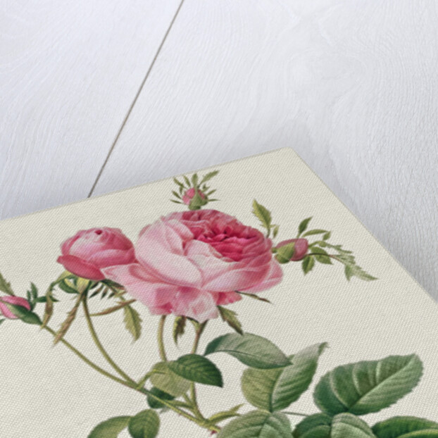 Thory, les Roses, Rosa Centifolia Foliaca by Eustache Hyacinthe Langlois