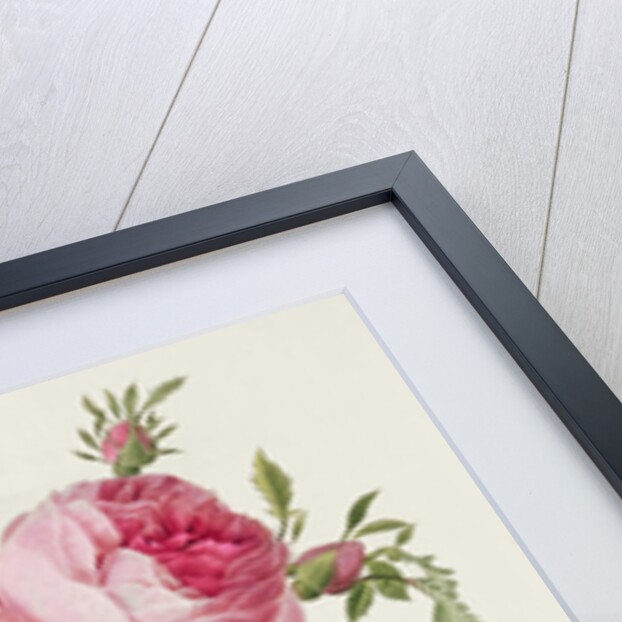 Thory, les Roses, Rosa Centifolia Foliaca by Eustache Hyacinthe Langlois