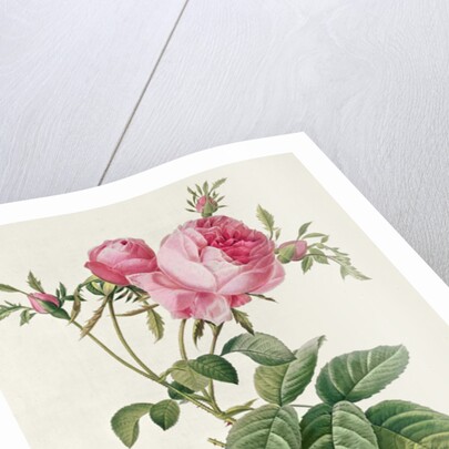 Thory, les Roses, Rosa Centifolia Foliaca by Eustache Hyacinthe Langlois