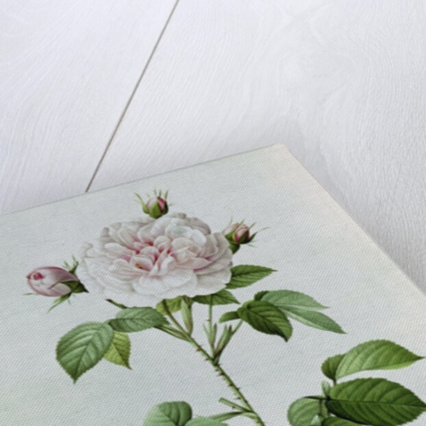 Claude-Antoine Thory 'Les roses'. Illustration: rosa alba regalis by Pierre Joseph Redouté