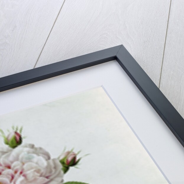 Claude-Antoine Thory 'Les roses'. Illustration: rosa alba regalis by Pierre Joseph Redouté