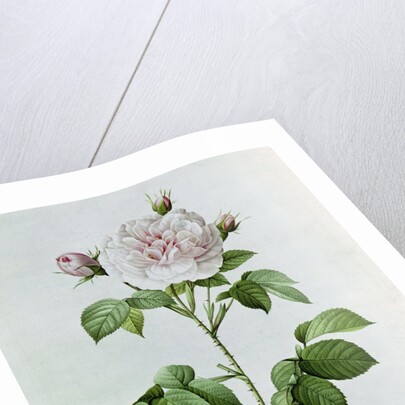 Claude-Antoine Thory 'Les roses'. Illustration: rosa alba regalis by Pierre Joseph Redouté