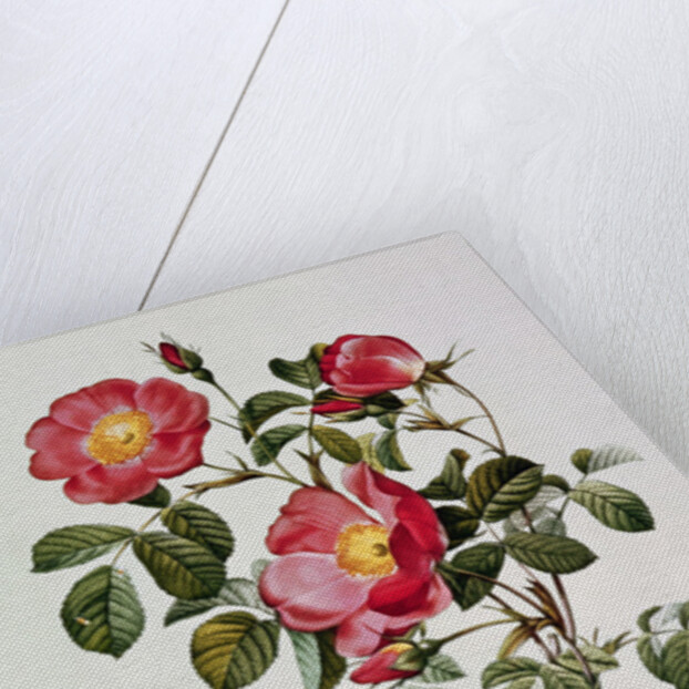 Les Roses de Thory. Rosa Pumilia by Pierre Joseph Redouté