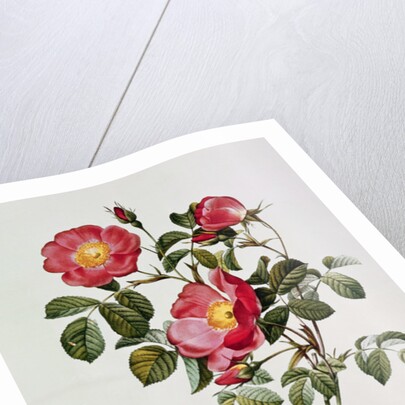 Les Roses de Thory. Rosa Pumilia by Pierre Joseph Redouté