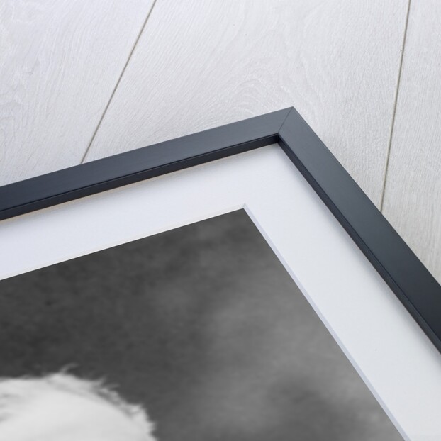 Portrait of Ernest Gaucher by Studio Walery