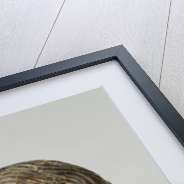 Head of Christ by French School