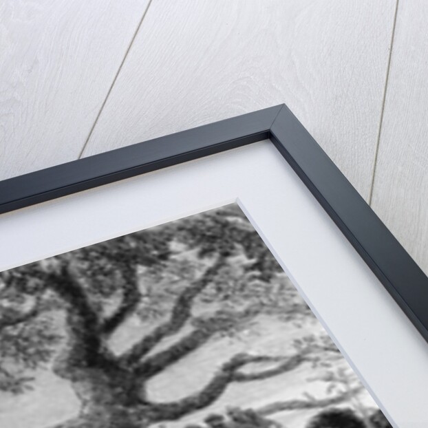 Dance of the Landeens, or Zulus, Arrived at the Shupanga to Lift the Annual Tribute of the Portuguese by English School