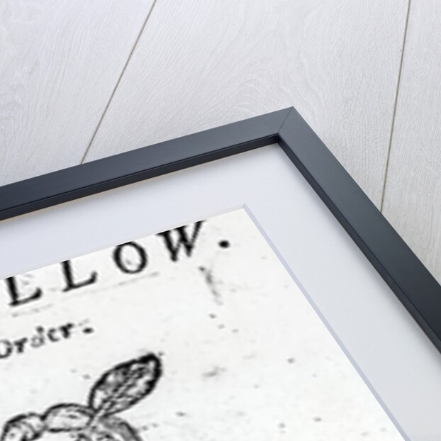 R.Goodfellow by English School