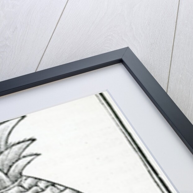 Illustration from 'De la natural hystoria de las Indias' by French School