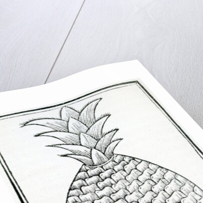 Illustration from 'De la natural hystoria de las Indias' by French School