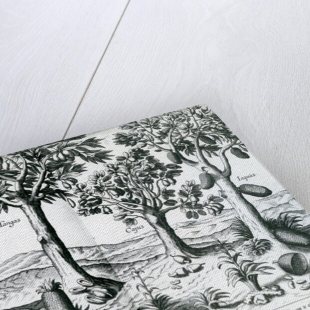 Tropical Fruit trees, 1596 by Johannes Baptista van the Younger Doetechum