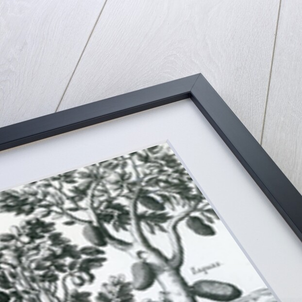 Tropical Fruit trees, 1596 by Johannes Baptista van the Younger Doetechum