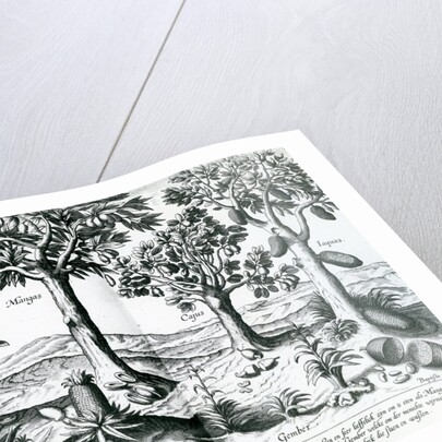 Tropical Fruit trees, 1596 by Johannes Baptista van the Younger Doetechum