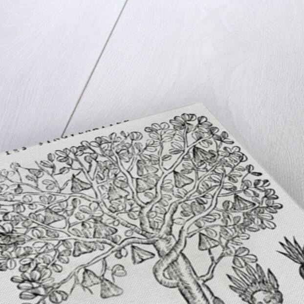 Nana fuit, medicinal plant by French School