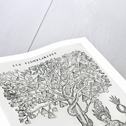 Nana fuit, medicinal plant by French School