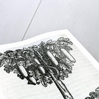 Tree harvest by French School