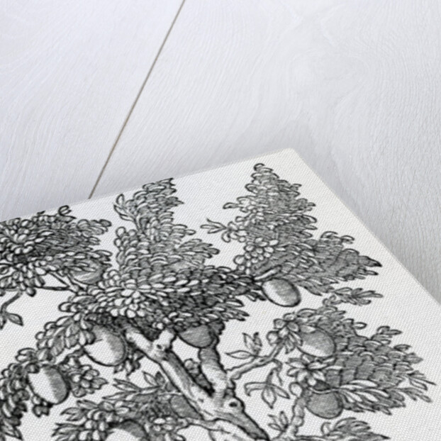 Breadfruit harvest by French School