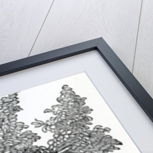 Breadfruit harvest by French School