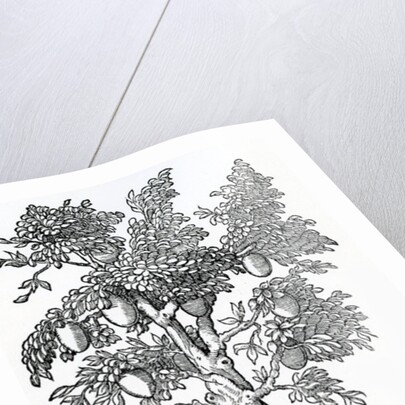 Breadfruit harvest by French School