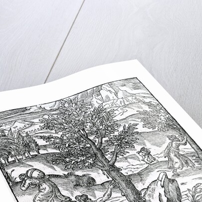 Collecting incense from Pine trees by French School