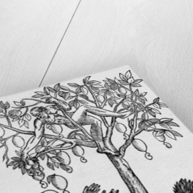 Collecting nuts for wine making by French School