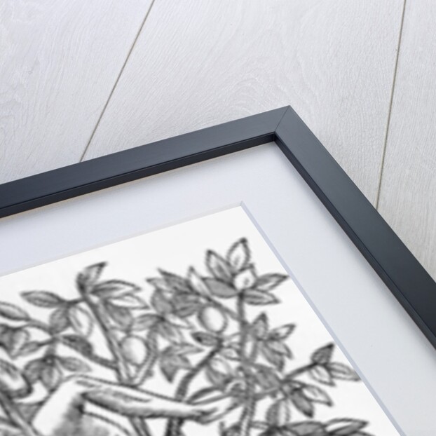 Collecting nuts for wine making by French School