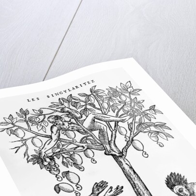 Collecting nuts for wine making by French School