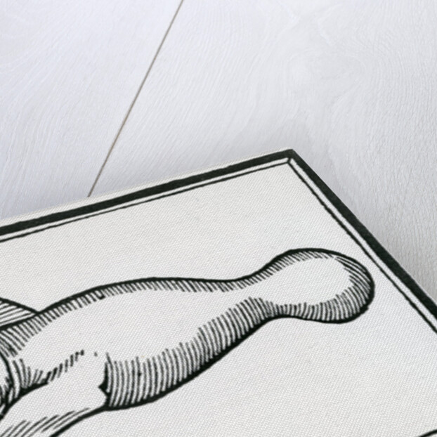 A Fish called 'Manati' by Christopher Columbus