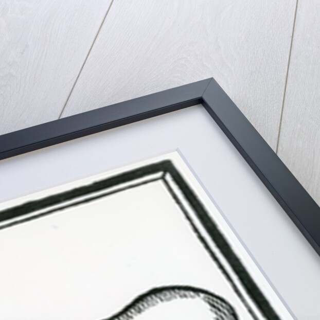 A Fish called 'Manati' by Christopher Columbus