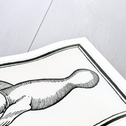 A Fish called 'Manati' by Christopher Columbus